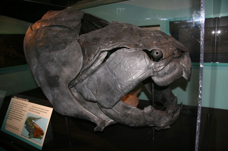 Dunkleosteus