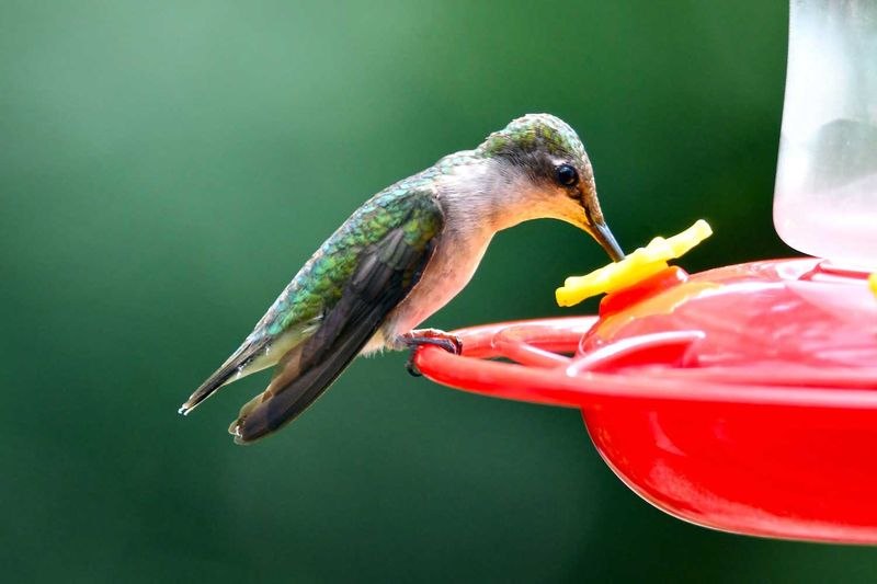 Year-Round Feeding Facts
