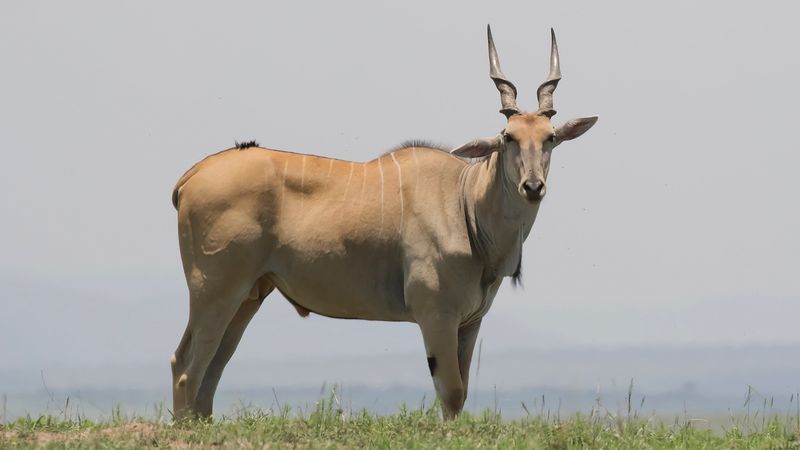 Eland