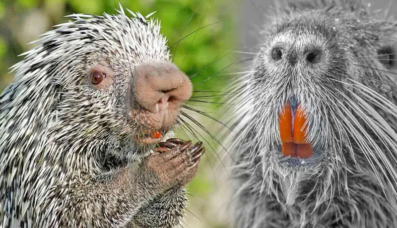 Dental Oddities
