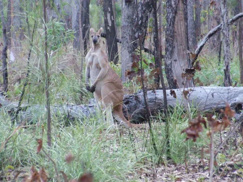 Inhabits Northern Australia's Tropical Woodlands