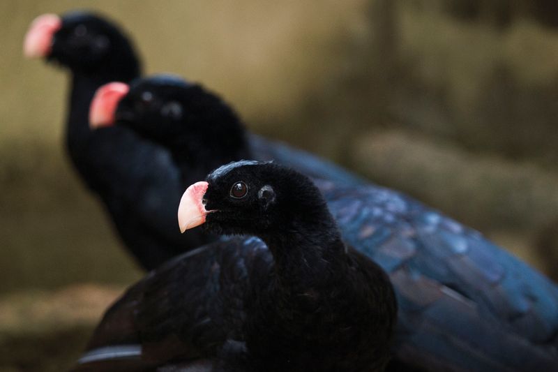 Alagoas Curassow: Brazil's Forest Floor Giant