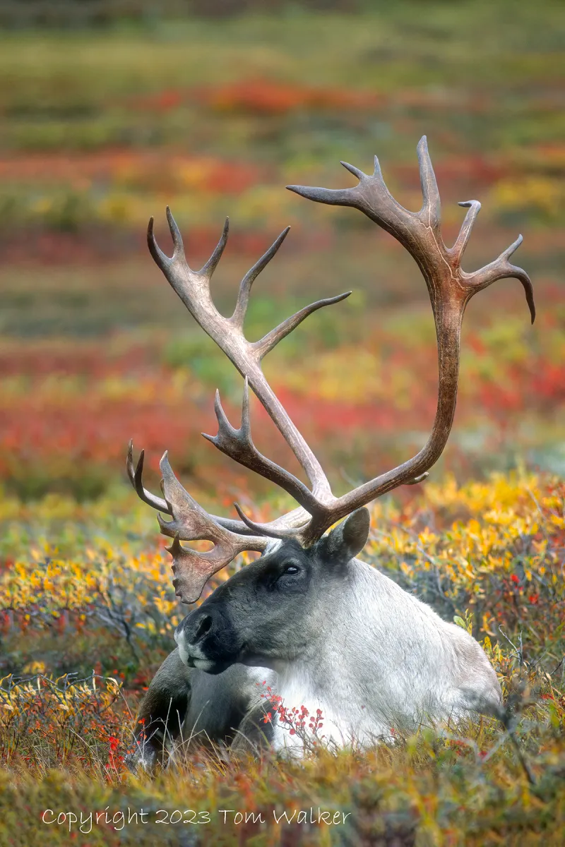 Fur Coloration