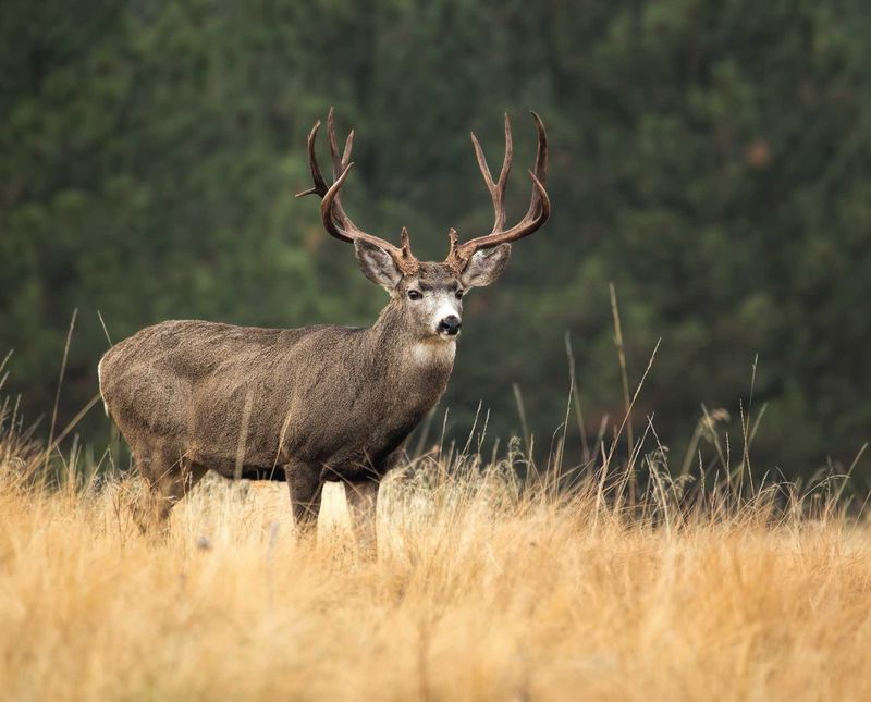 Mule Deer's Tail