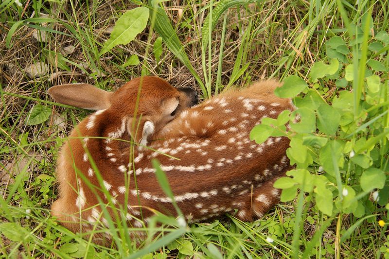 Fawns Are Born Scent-Free