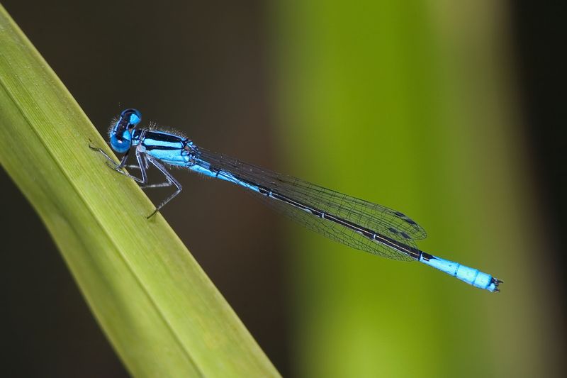 Damselflies: Delicate But Deadly Water Hunters