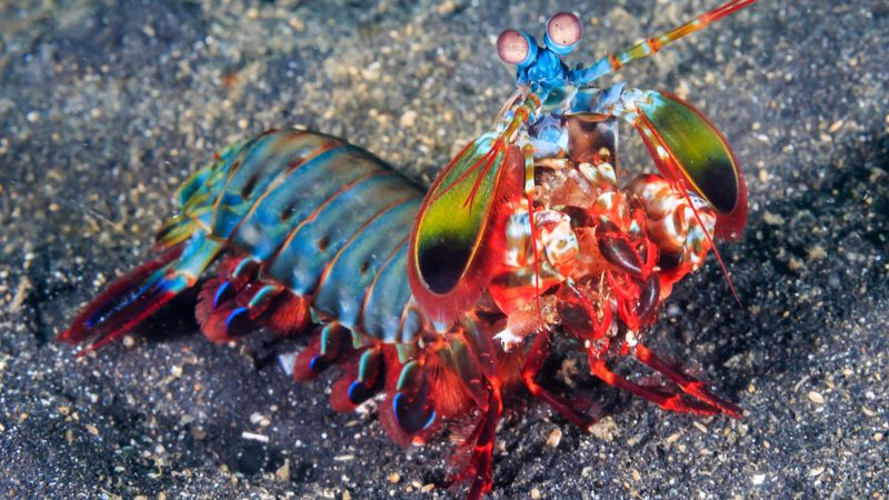 Mantis Shrimp: Punching Powerhouses