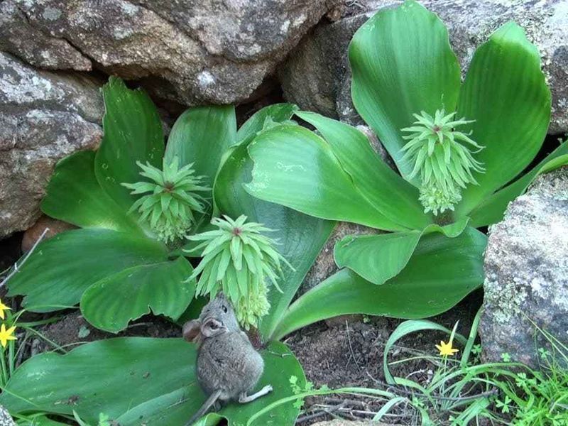 Rodents With Flower-Visiting Habits