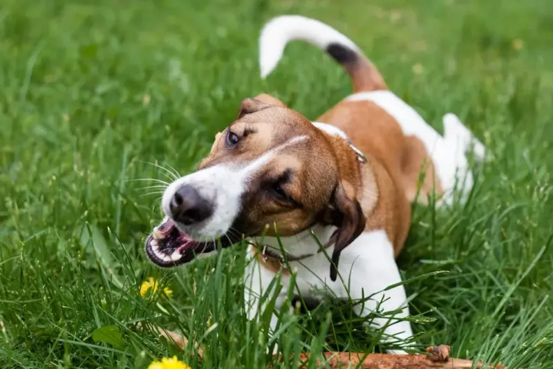 Attention-Seeking Lawn Snacking