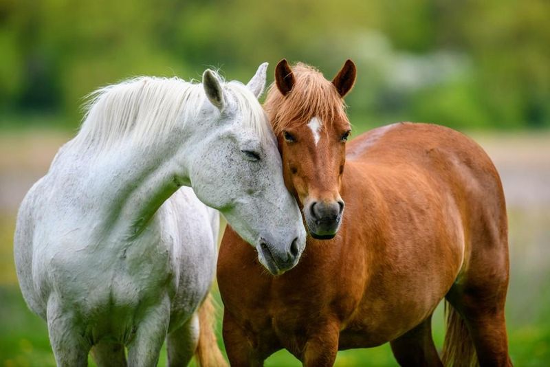 Horses Read Human Emotions
