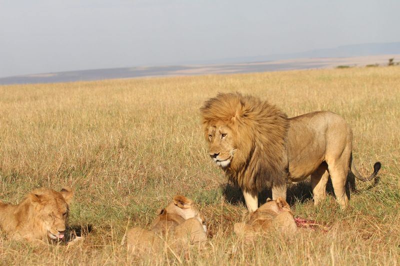 African Lion