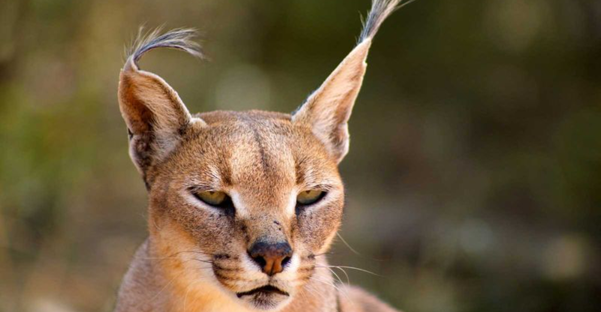 Apex Predators In The African Savannah: Thriving In One Of Nature’s Toughest Ecosystems