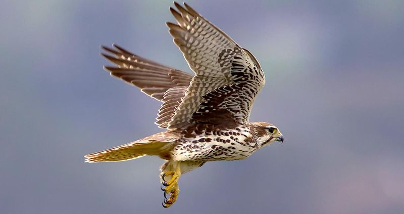 Prairie Falcon: Desert Specialist