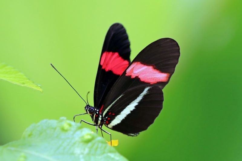 Postman Butterfly