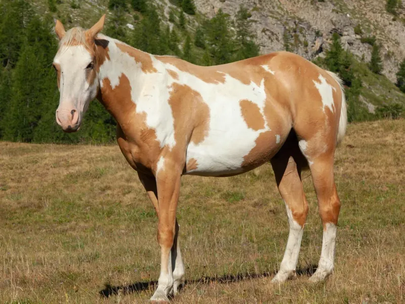 Pinto Patterns