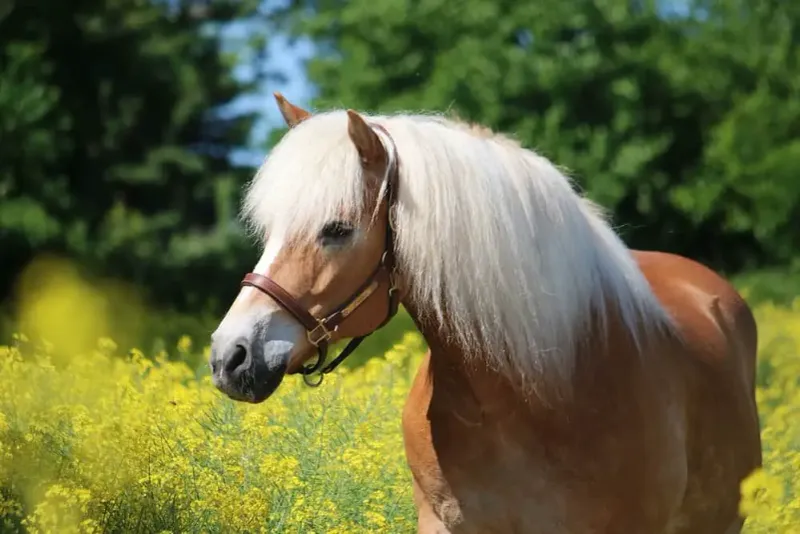 Haflinger: The Golden-Hearted Alpine Friend