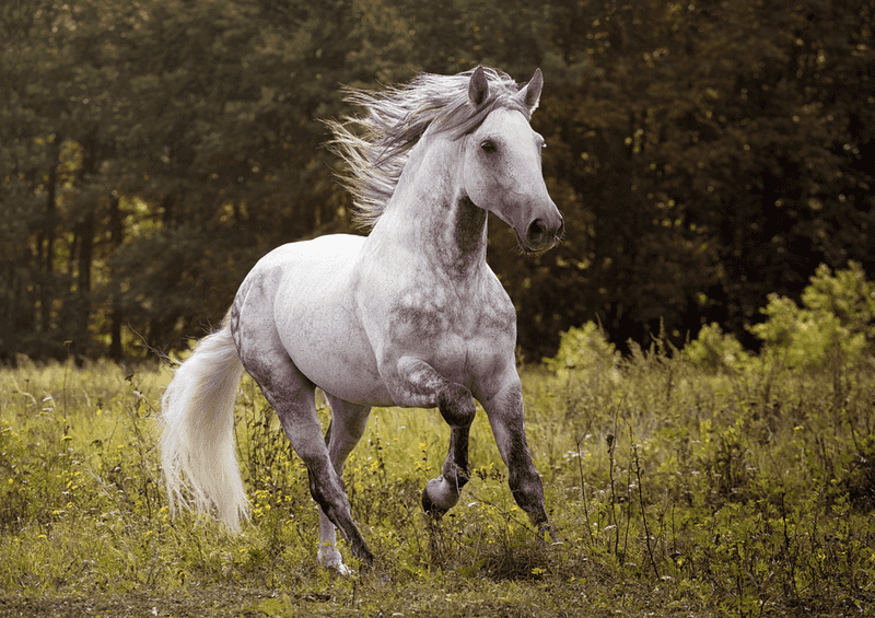 Andalusian