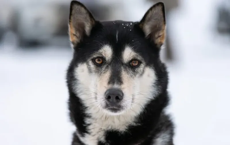 Temperament: Friendly Yet Independent