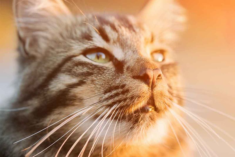 Whisker Position Shows Emotional State