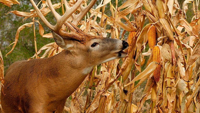 Corn