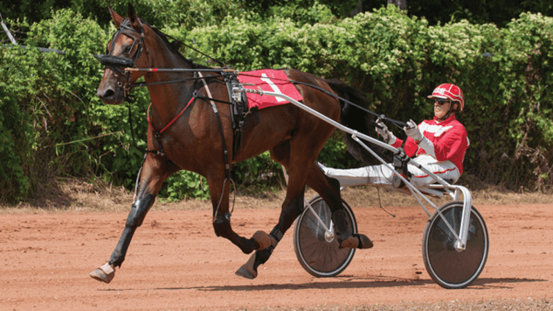 Standardbred: Harness Racing Champion