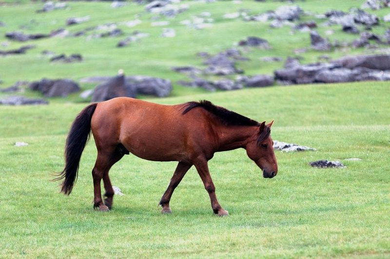 Mongolian Horse: Genghis Khan's War Machine