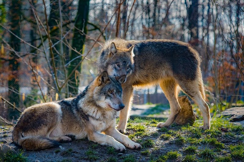 Gray Wolf's Howl Returns To Yellowstone