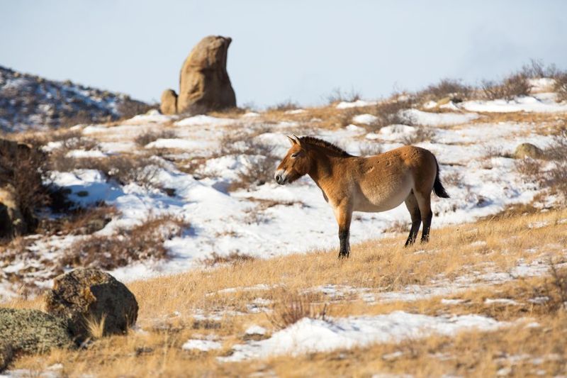 Przewalski's Horse: Wild Equine Revival