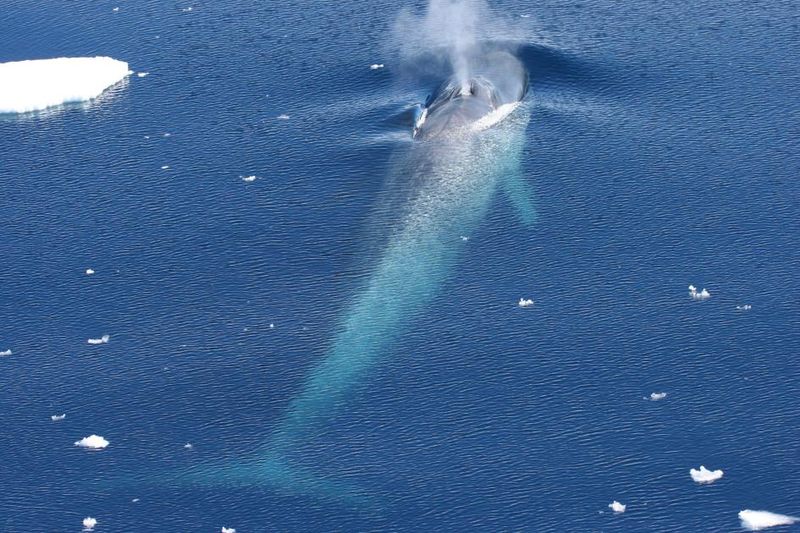 Blue Whales Return To Antarctic Waters