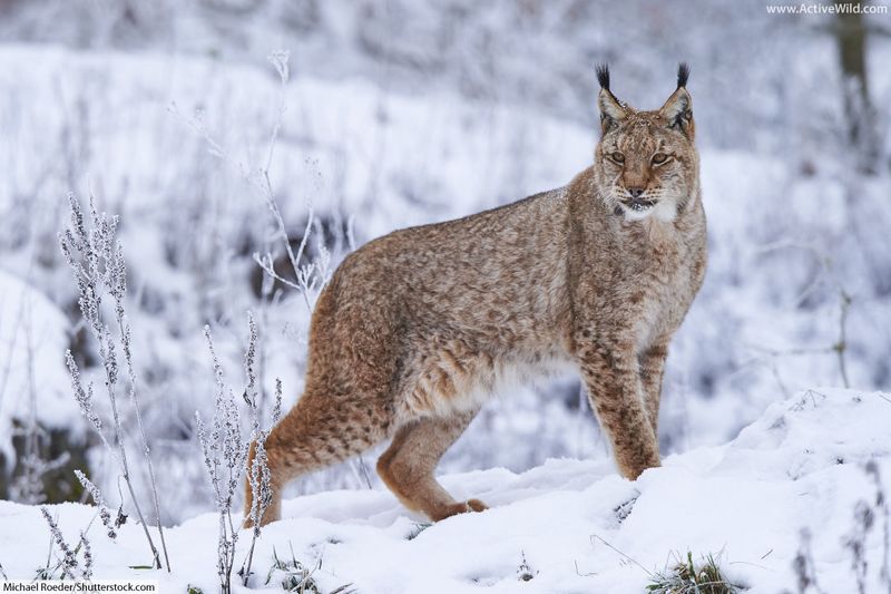 Eurasian Lynx