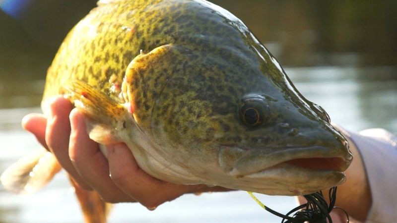 Murray Cod: Australia's Swimming Bulldozer
