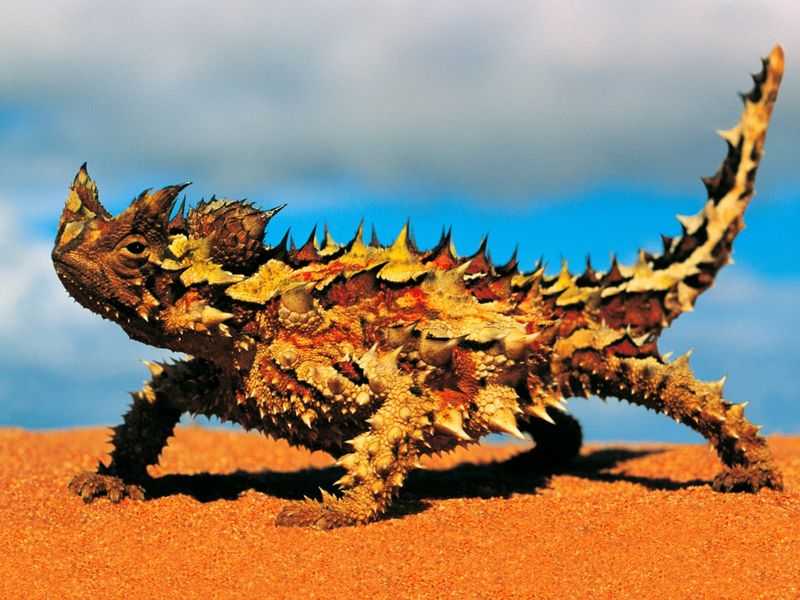 Thorny Devil: Australia's Spiky Survivor