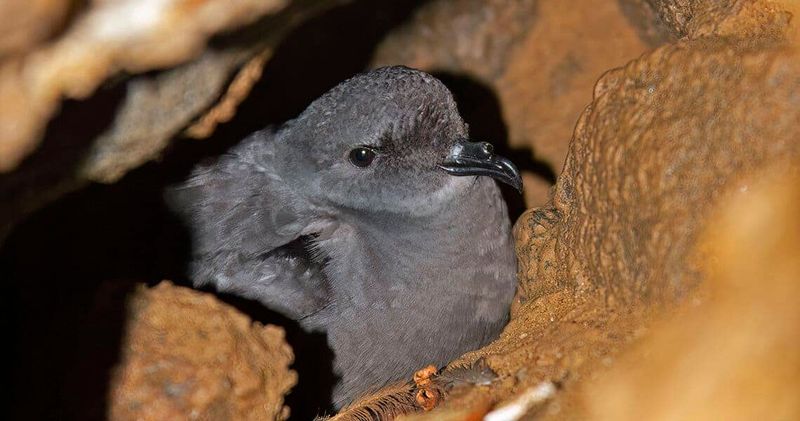 Seabird Colonies Declining Despite Protection