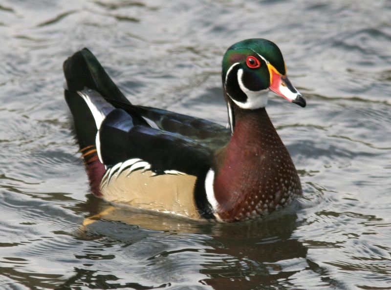 Nature's Painted Masterpieces: Wood Ducks