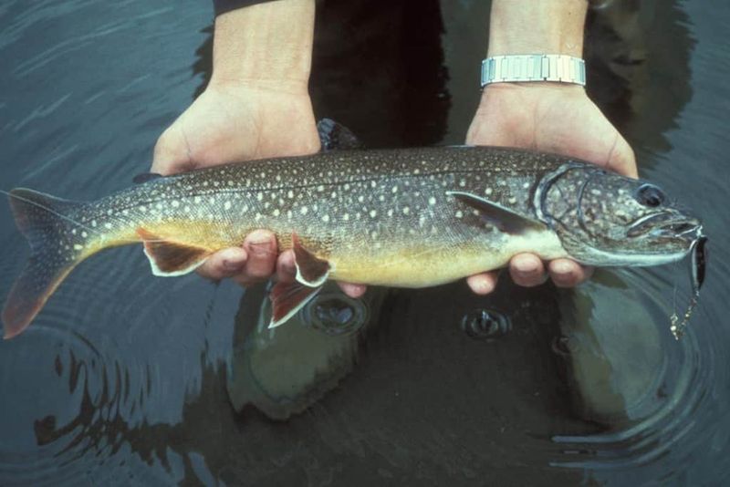 Fish Hybrids Reshape Freshwater Ecosystems