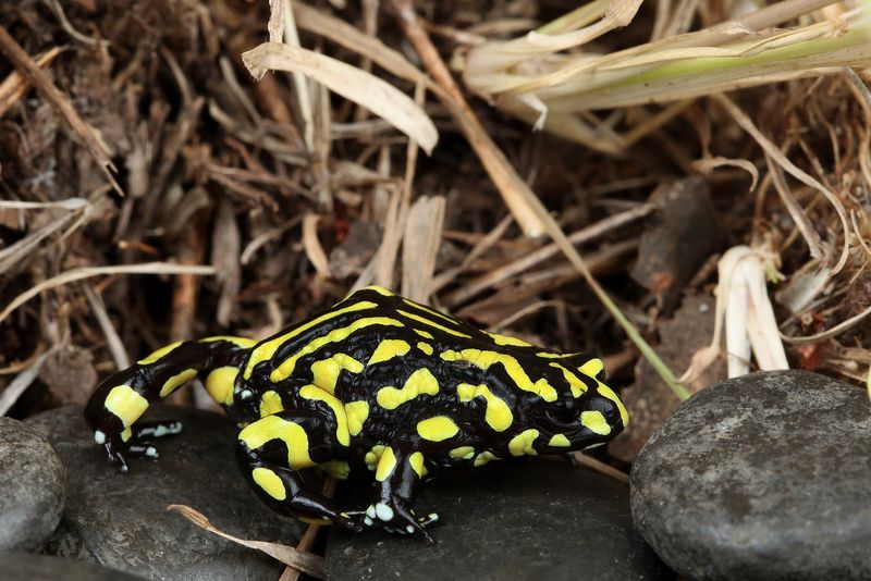 Amphibian Fungal Resistance