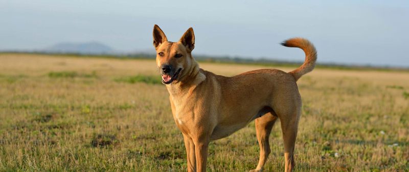 American Dingo