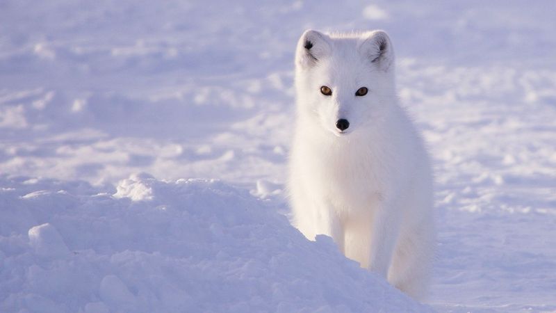 Deceptive Tundra Foxes
