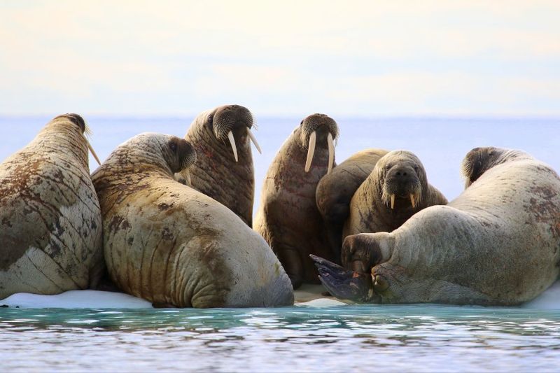 Walruses' Powerful Suction Feeding Method