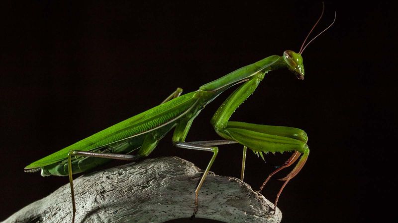 Female Praying Mantises
