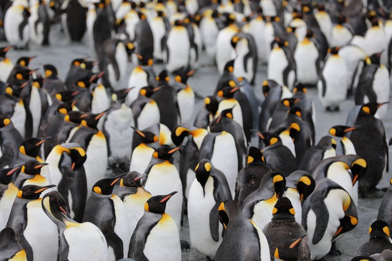 Emperor Penguins: Extreme Cold Conquerors