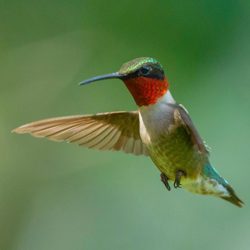 Why Don't Hummingbirds Get Electrocuted In Rainstorms?