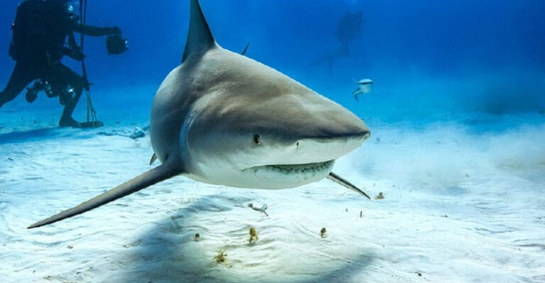 Are Bull Sharks Dangerous Or Just Aggressive?