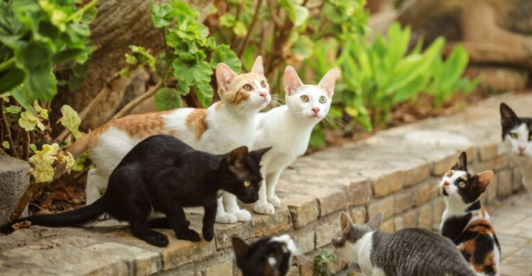 Are Cats the Most Invasive Animals? Plus 11 Species Following Their Path