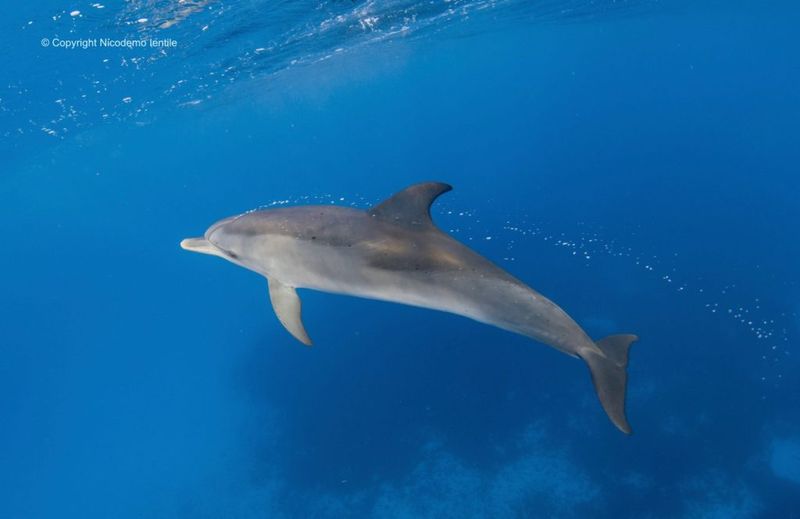 How Dolphins Use Clicks To Communicate