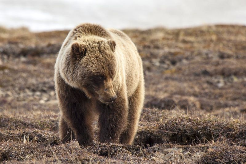 Grizzlies Once Roamed Texas