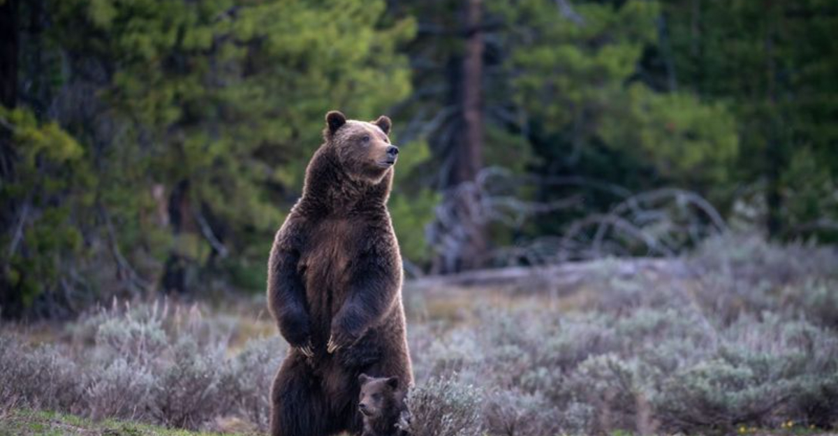 Are Grizzly Bears Going Extinct? 12 Places They’re No Longer Found