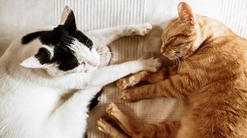 How Will Another Cat Affect Your Family Relationships?