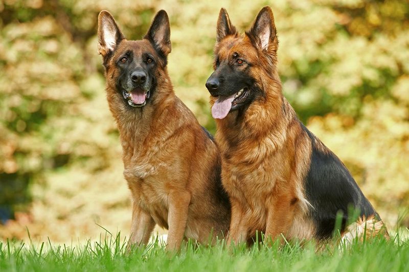 Which Breed Should You Choose?
