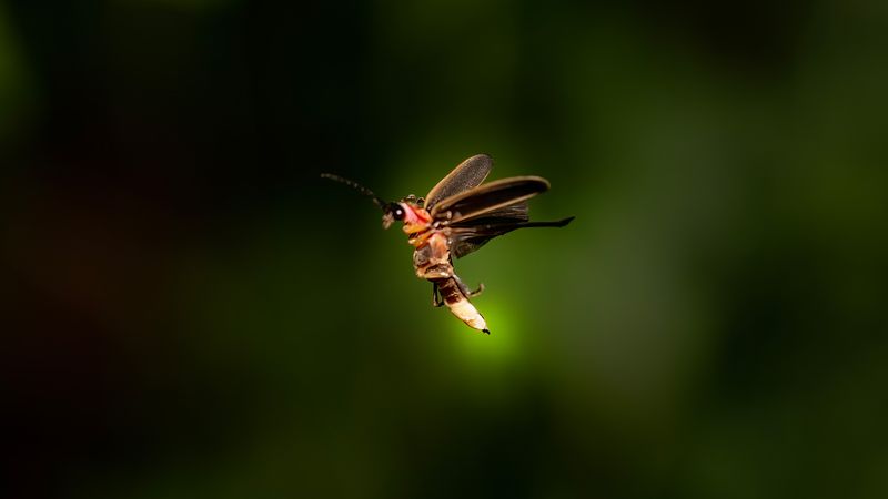 Understanding The Decline Of Firefly Populations